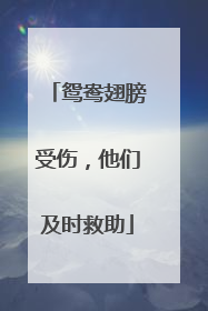 鸳鸯翅膀受伤，他们及时救助