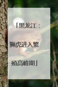 黑龙江：狮虎进入繁殖高峰期