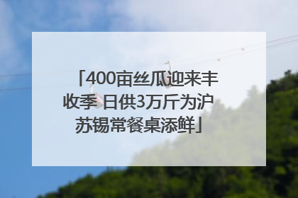 400亩丝瓜迎来丰收季 日供3万斤为沪苏锡常餐桌添鲜