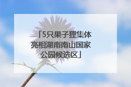 5只果子狸集体亮相湖南南山国家公园候选区